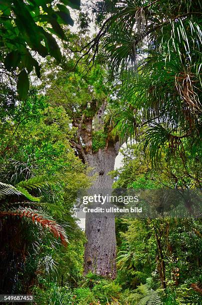 Neuseeland, der Kauribaum "Tane Mahuta" ist mit einem Stammumfang von 13,77 m, einem Volumen von 244,5 Kubikmetern und einer Hoehe von 51,5 m der...