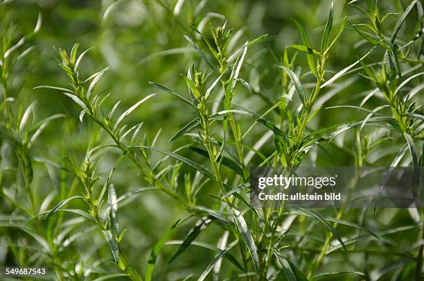 Estragon, Bertram, Artemisia dracunculus, Kuechengewuerz, Heilpflanze, gruene, lanzettfoermige Blätter, Ligurien, Italien