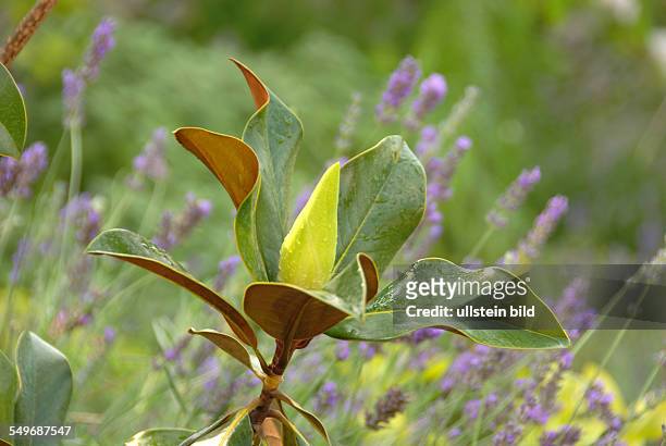 Bluete vor Oeffnung, Grossbluetige Magnolie, Magnolia grandiflora, Immergruene Magnolie, Hintergrund: Lavendel, Ligurien, Italien