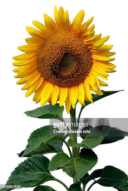 Sunflower on a summer's day in Bavaria - Helianthus annuus.