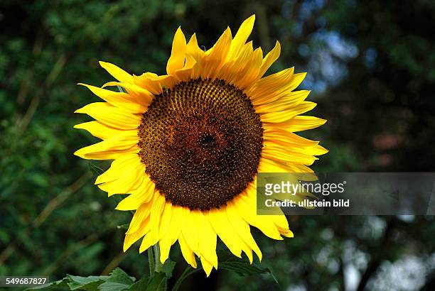 Sunflower on a summer's day in Bavaria - Helianthus annuus.