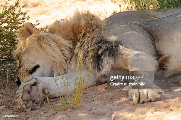 Afrika, Südafrika, Kgalagadi-Transfrontier-Park - Ein Löwe liegt seitlich im Schatten und schläft