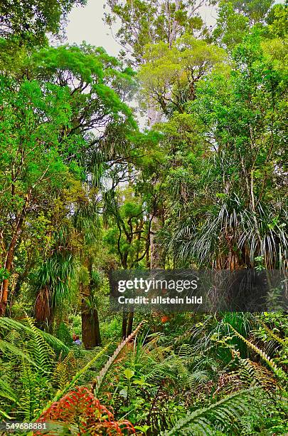 Neuseeland, subtropischer Regenwald im Waipoua Forest