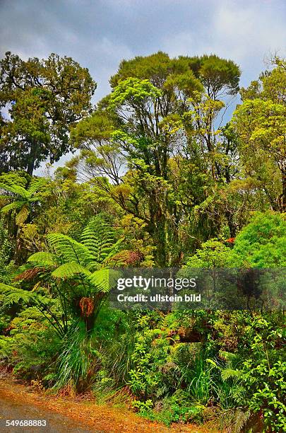 Neuseeland, subtropischer Regenwald im Waipoua Forest