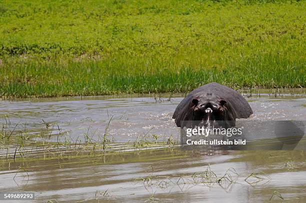 Afrika, Botswana, Chobe Nationalpark - Flusspferd im Wasser