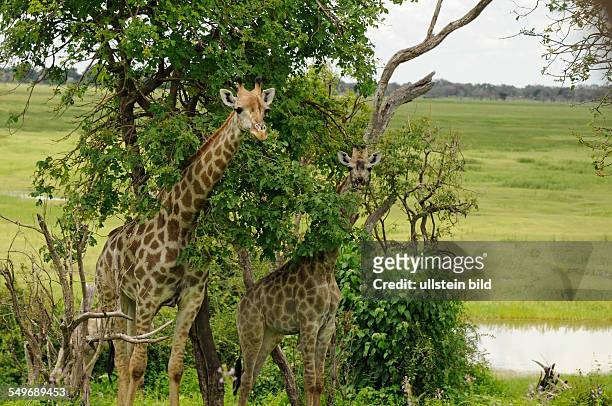 Afrika, Botswana, Chobe Nationalpark - Giraffen in der Vegetation