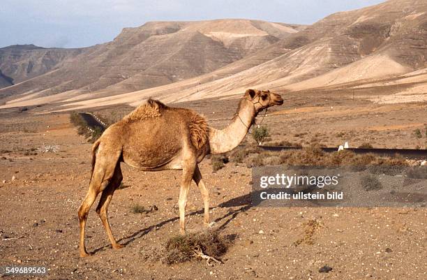 Lanzarote, ca 1980, Landschaftsaufnahme mit Dromedar