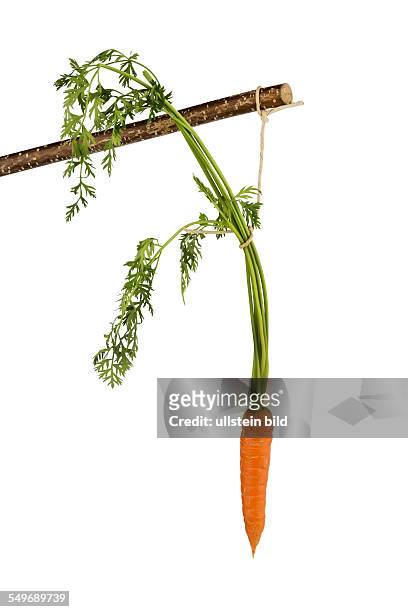 Möhre auf einem Stock. Frisches Obst und Gemüse ist immer gesund. Symbolfoto für Motivation.
