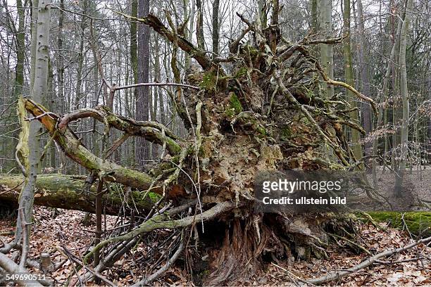Teile des Naturschutzgebiet Kottenforst bei Bonn werden sich selbst überlassen und sollen sich zurück zum Urwald entwickeln. Dabei werden umgefallene...
