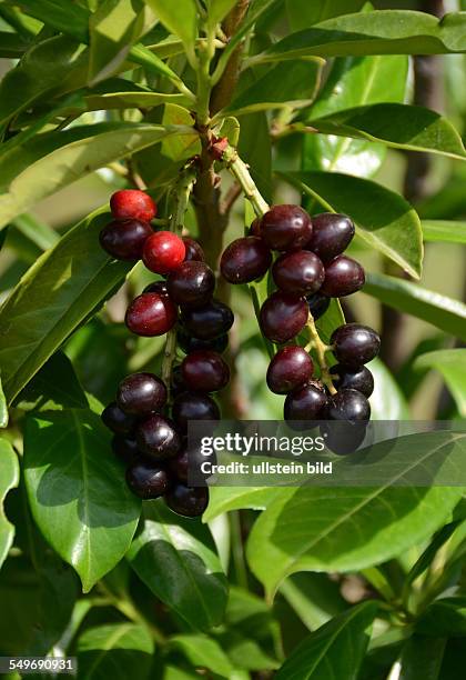 Lorbeer, reifende und reife Fruechte des Kirschlorbeer, Prunus laurocerasus, Ligurien, Italien