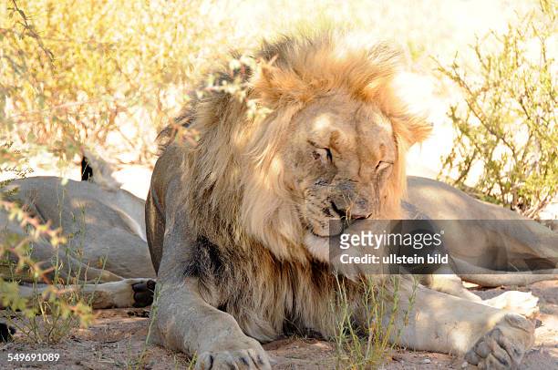 Afrika, Südafrika, Kgalagadi-Transfrontier-Park - Ein Löwe ruht sich im Schatten aus