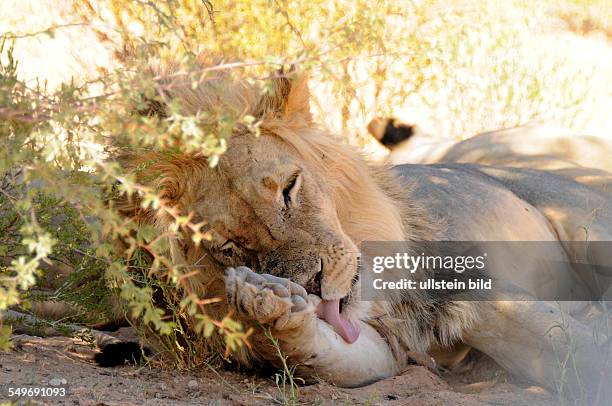 Afrika, Südafrika, Kgalagadi-Transfrontier-Park - Ein Löwe leckt liegend seine Pfote