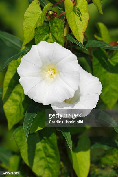 Flowering Larger Bindweed, Hedge Bindweed, Rutland beauty