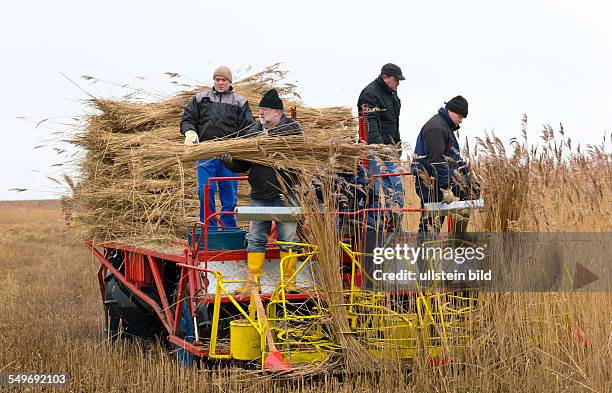 Reeternte mit der Schilferntemaschine Saiga auf der Insel Rügen. Die Crew erntet heute das letzte Reet.