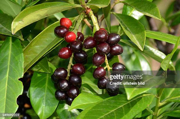 Lorbeer, reifende und reife Fruechte des Kirschlorbeer, Prunus laurocerasus, Ligurien, Italien