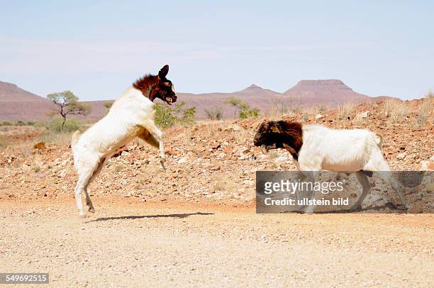Afrika, Namibia, Dramaland - zwei Ziegen in Kampfstellung