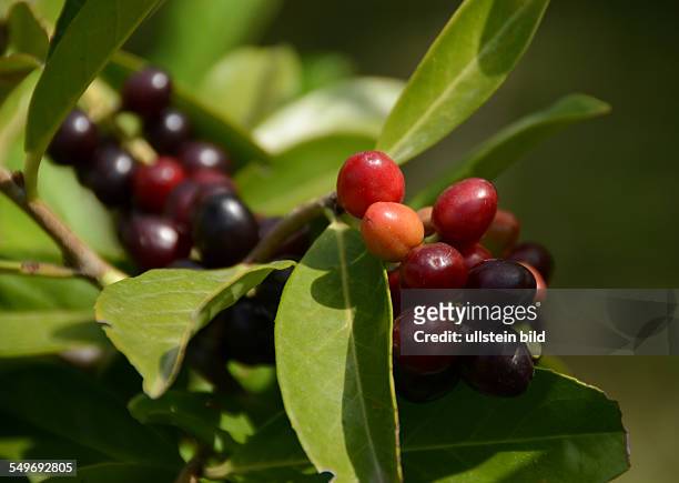 Lorbeer, reifende und reife Fruechte des Kirschlorbeer, Prunus laurocerasus, Ligurien, Italien