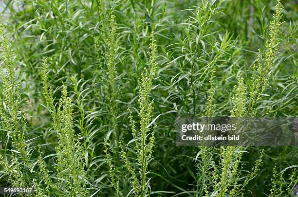 Estragon, Bertram, Artemisia dracunculus, Bluetenstand, Kuechengewuerz, Heilpflanze, gruene, lanzettfoermige Blätter, Ligurien, Italien