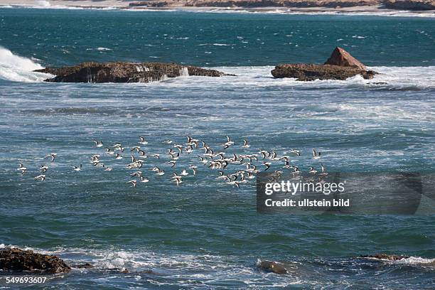 Flock of seabirds flying over ocean, Kalbarri Western Australia