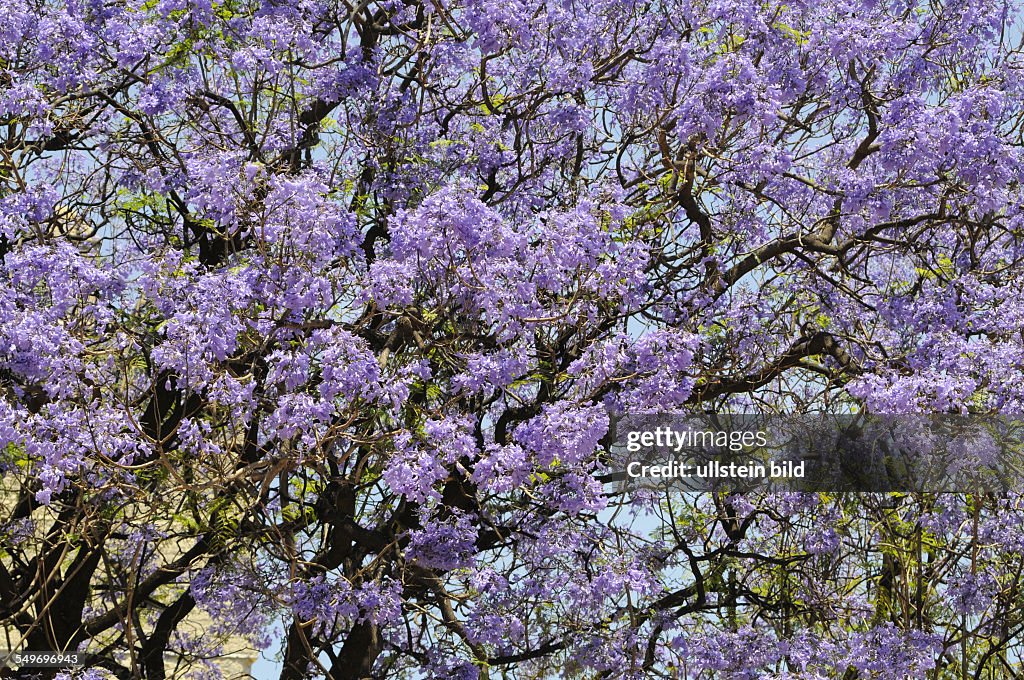 Bluehende Jacarandabaeume