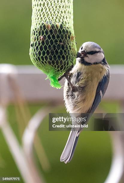 Kohlmeise pickt an einem Vogelfutternetz