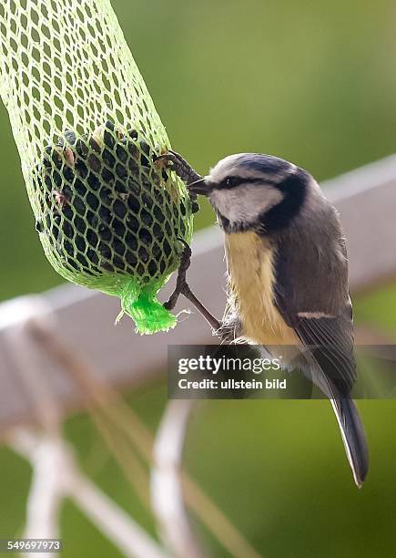 Kohlmeise pickt an einem Vogelfutternetz