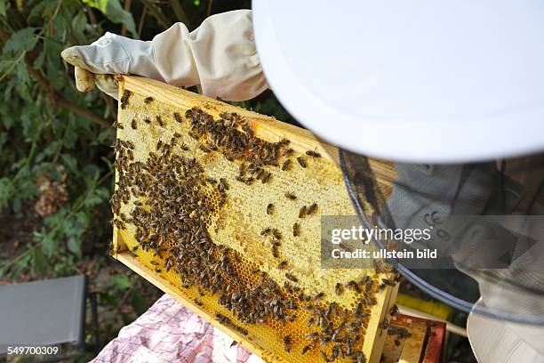 Bienenstock der Kölner Hobby- und Stadtimkerin Claudia Hoch. Hier: Claudia Hoch bei der Bienenpflege in ihrem Hinterhof