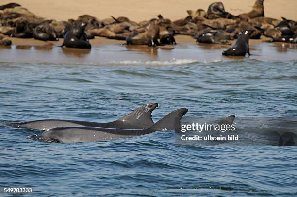 Afrika, Namibia, Walvis Bay - Zwei Delfine schwimmen an einer Robbenkolonie vorbei