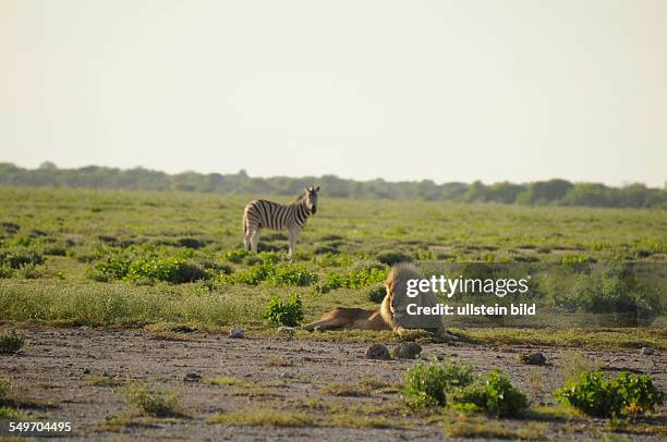 Afrika, Namibia, Etosha Nationalpark - Ein stehendes Zebra beobachtet einen ruhenden Löwen