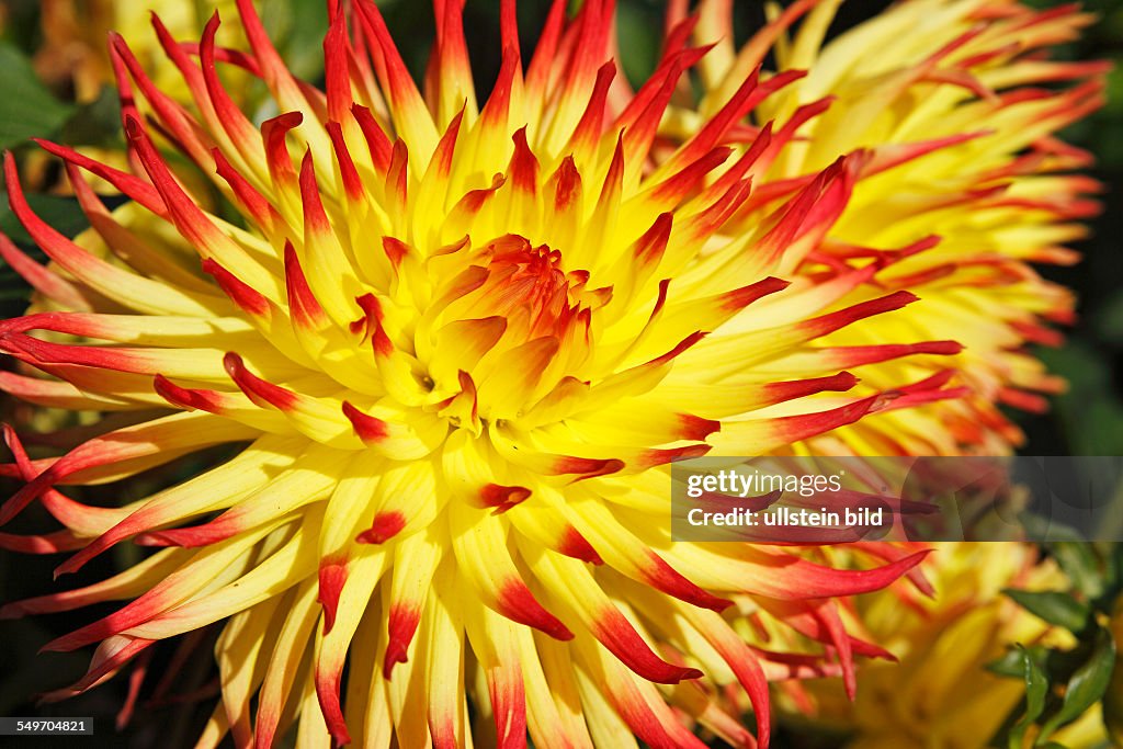 Dahlia cultivar Jessica (Dahlia Jessica)