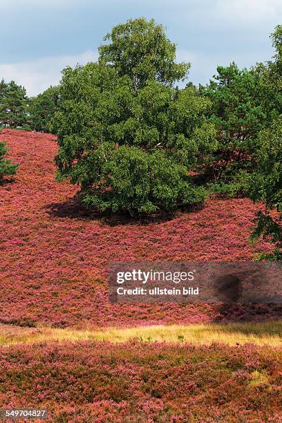 Heideblüte, Birke in Landschaft mit blühender Heide , Naturschutzgebiet Fischbeker Heide, Bezirk Harburg, Hamburg, Deutschland, Europa