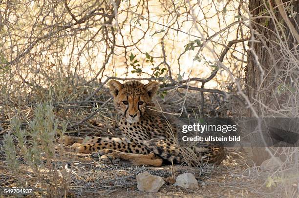 Afrika, Südafrika, Kgalagadi-Transfrontier-Park - Ein junges Gepard liegt im Schatten