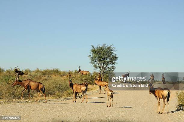 Afrika, Südafrika, Kgalagadi-Transfrontier-Park - Kuhantilopen auf einem Schotterweg und in der Vegetation