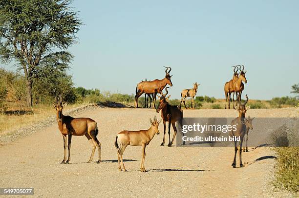 Afrika, Südafrika, Kgalagadi-Transfrontier-Park - Kuhantilopen auf einem Schotterweg