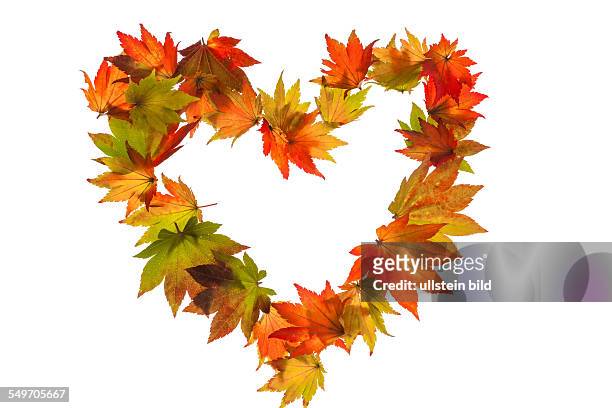 Herbstbild. Bl ätter auf weißem Hintergrund in Herzform. Symbolfoto für LIebe