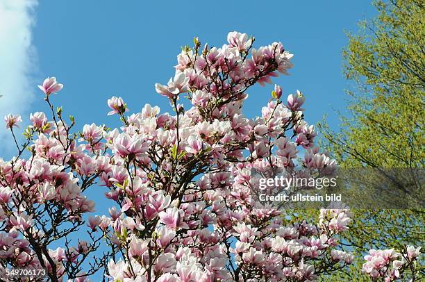 Blüten der Magnolie