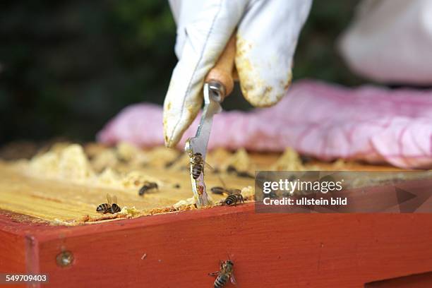 Bienenstock der Kölner Hobby- und Stadtimkerin Claudia Hoch. Hier: Claudia Hoch bei der Bienenpflege in ihrem Hinterhof. Ein mit Nelkenöl getränktes...