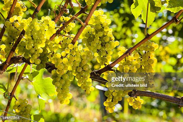 Weinlese im Herbst im im Weinberg eines Winzers. Reife Weintrauben im Weingarten warten auf die Lese.