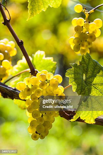 Weinlese im Herbst im im Weinberg eines Winzers. Reife Weintrauben im Weingarten warten auf die Lese.