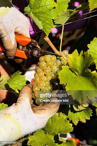 Weinlese im Herbst im im Weinberg eines Winzers