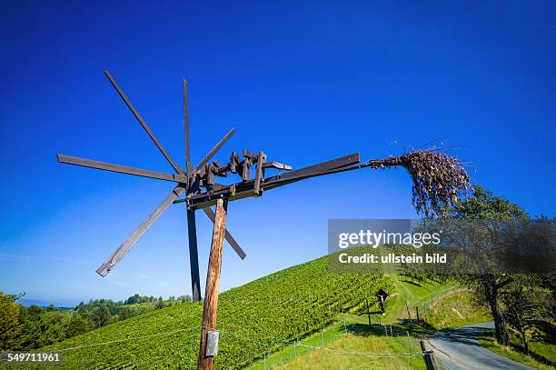 Weinlese im Herbst im im Weinberg eines Winzers