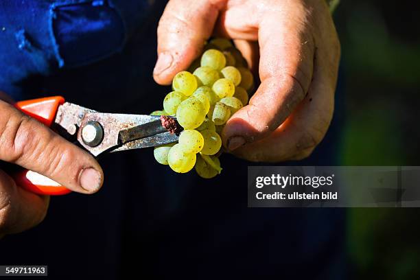 Weinlese im Herbst im im Weinberg eines Winzers