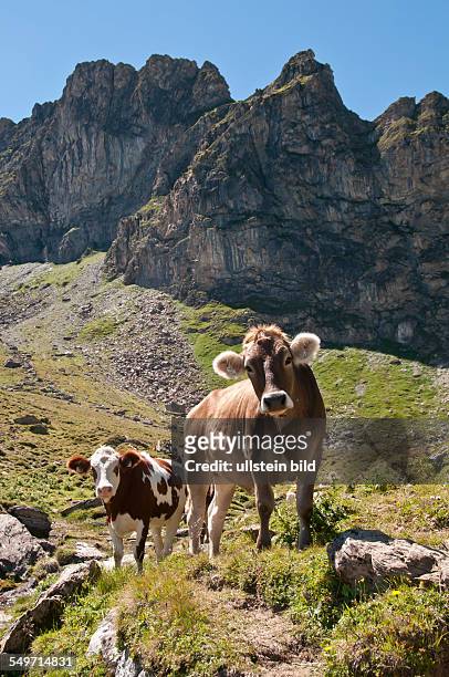 Kühe am Ramsjoch bei Lanersbach in den Tuxer Alpen in Tirol in Österreich.