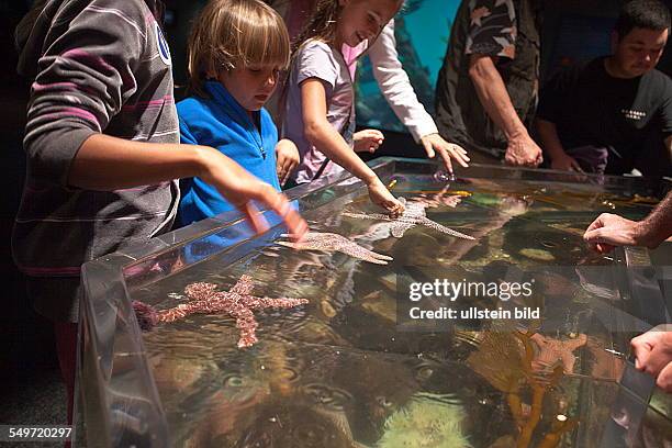 Touch tank in California Academy of Sciences Golden Gate Park San Francisco California USA, visitors touching starfish