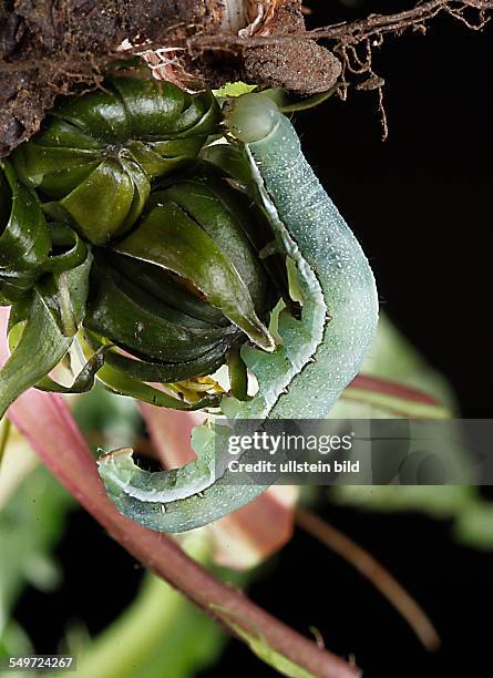 Raupe Raupen Eulenraupe Noctuidae Polymixis flavicincta