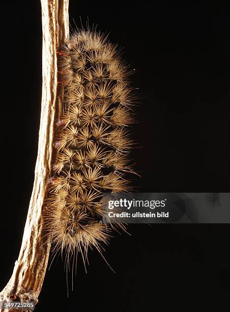 Raupe vom Schwarzen Bär ist ein Schmetterling aus der Unterfamilie der Bärenspinner Schwarzer Bär