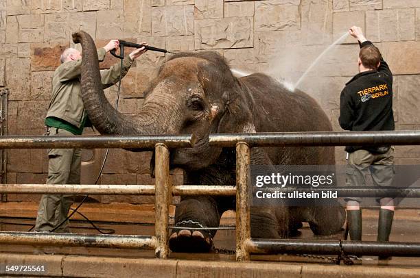 Körperpflege bei den Asiatischen Elefanten im Tierpark Berlin-Friedrichsfelde. Das Abspritzen mit Wasser gehört zur täglichen Körperpflege. Den...