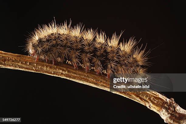 Raupe vom Schwarzen Bär ist ein Schmetterling aus der Unterfamilie der Bärenspinner Schwarzer Bär