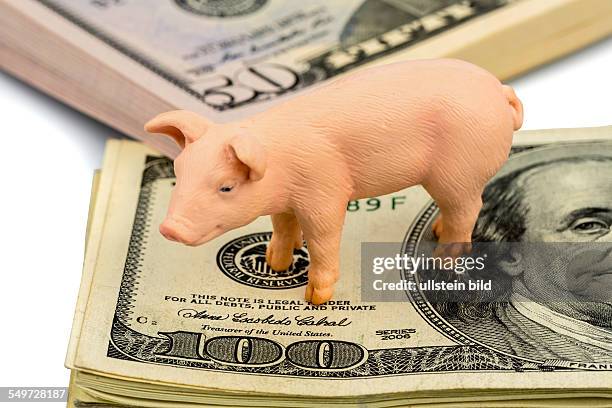 Ein Schwein steht auf Dollar Banknoten. Steigende Kosten für Futtermittel in der Landwirtschaft. Sinkende Erträge beim Schweinefleisch