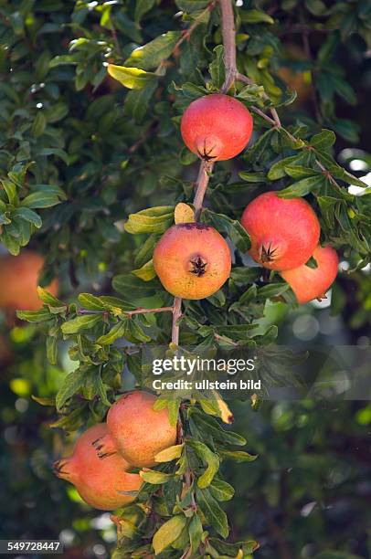 Afitos, Greece, ripe Pomegranate on a tree